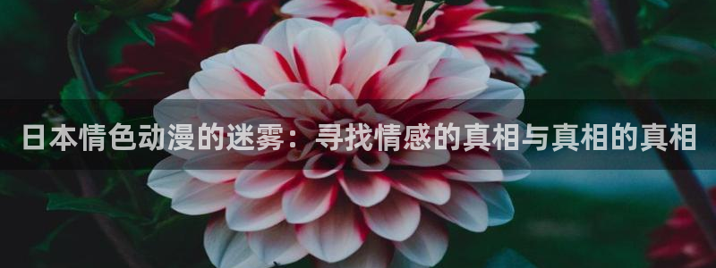 风车动漫正版免费